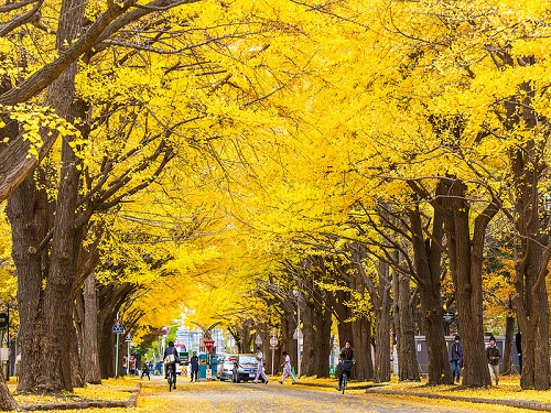 【北國紅葉百選】豐平峽大壩．美瑛青池．金秋銀杏大道．黑岳纜車．藻岩山夜景5天