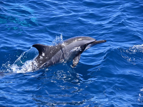【室蘭賞鯨船】富良野薰衣草．絕美地球岬．洞爺採果．旭山北極熊．豪華露營5天