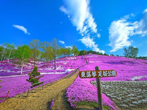【花現北海道】東藻琴芝櫻．上湧別鬱金香．瀧川油菜花田．美瑛青池．釧路獨木舟5天