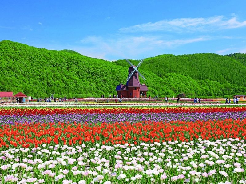 上湧別鬱金香公園





