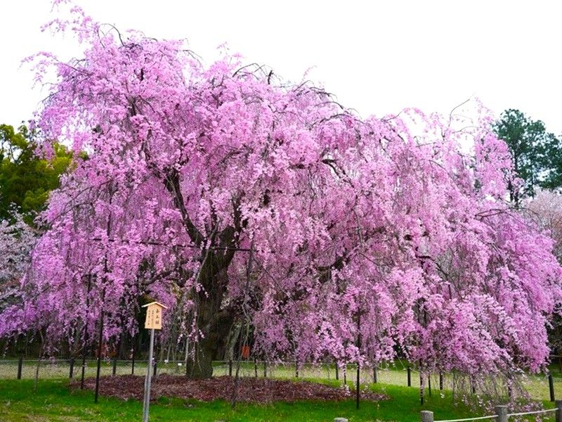 上賀茂神社~齊王櫻