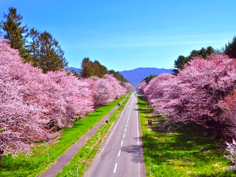 二十間道路櫻並木

