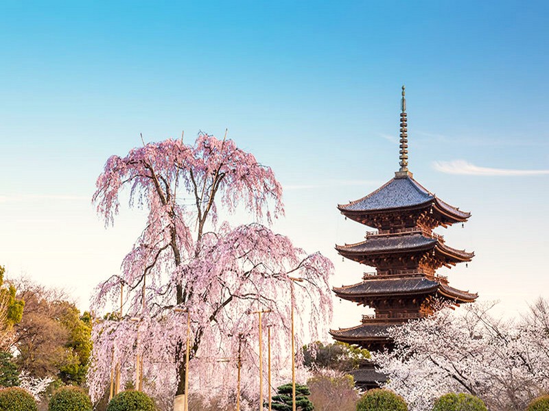 京都東寺~不二櫻