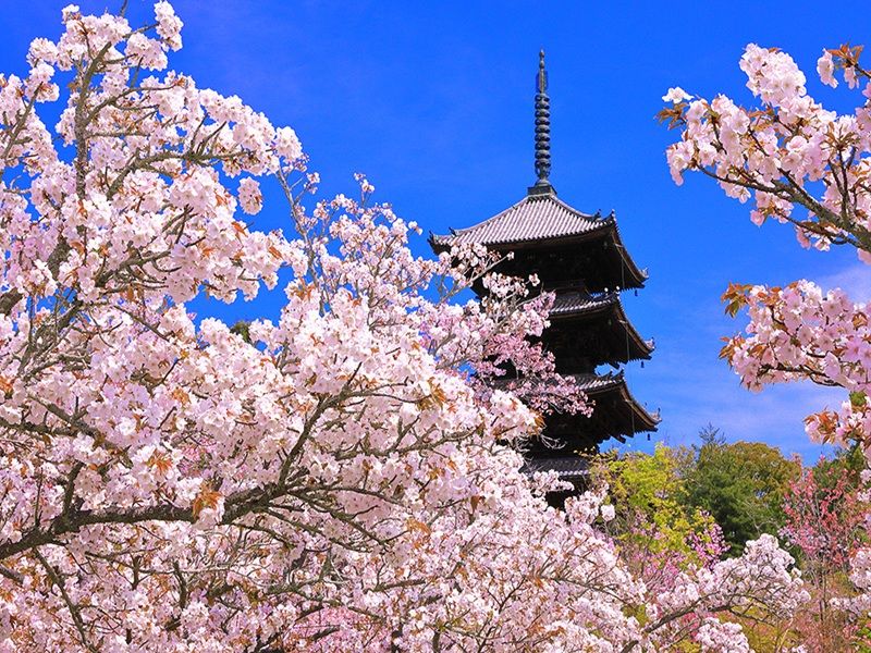 【京阪櫻花百選】仁和御室櫻‧醍醐花見‧蹴上鐵道‧櫻花大佛‧伏見十石舟5天