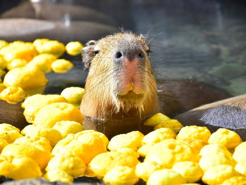 仙人掌動物園