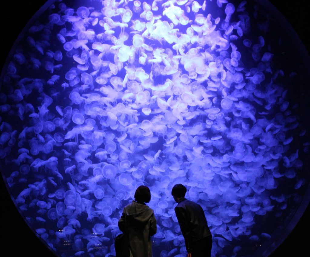 加茂水族館