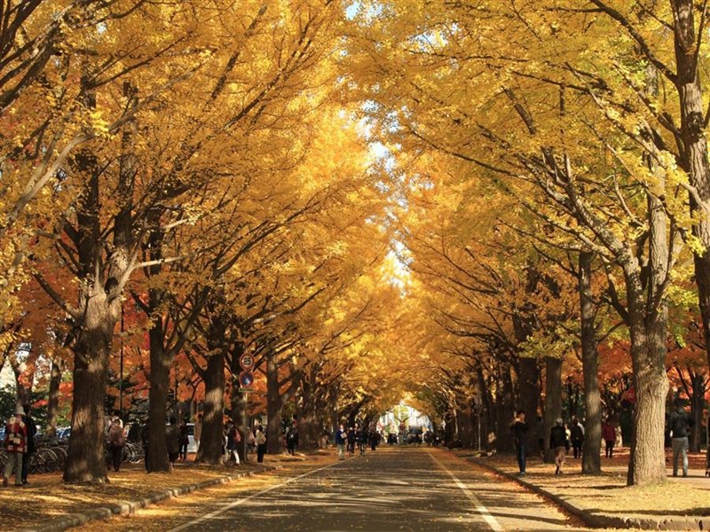 北海道大學~銀杏大道
