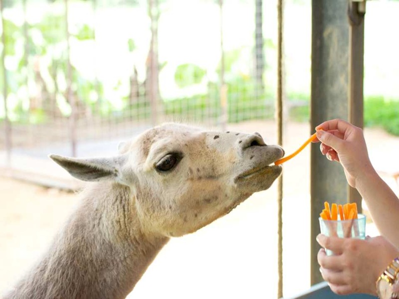 名護自然動植物公園