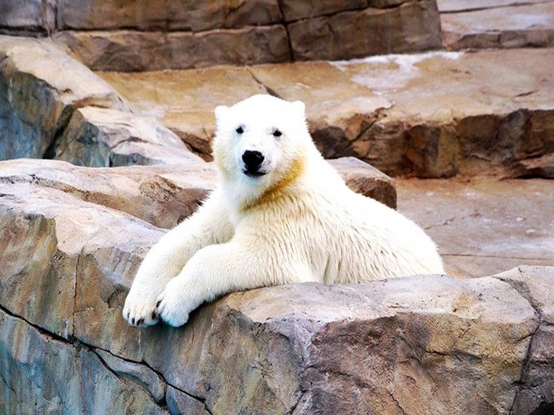 札幌圓山動物園





