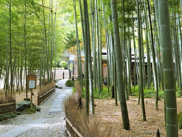 報國寺竹林

