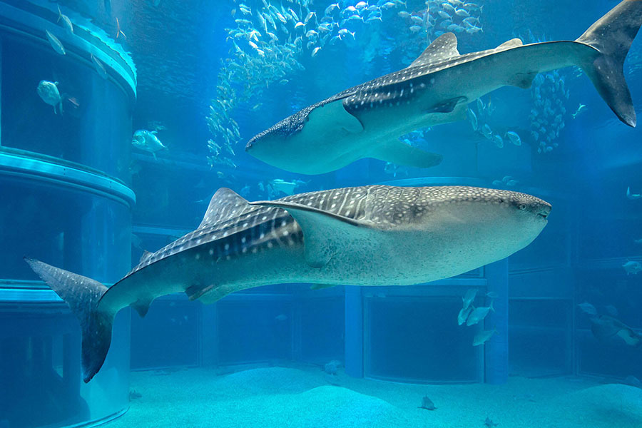大阪海遊館



