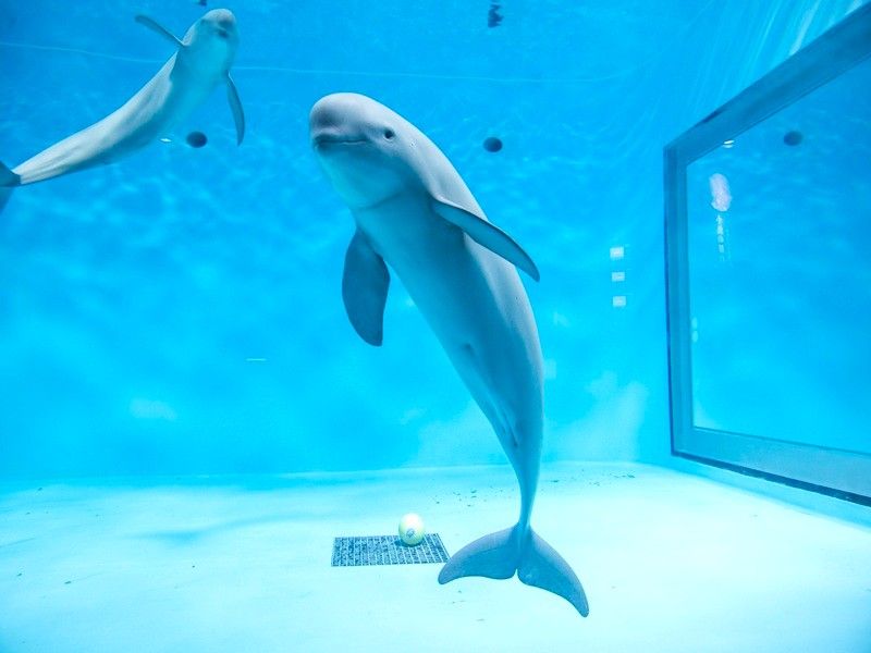 宮島水族館