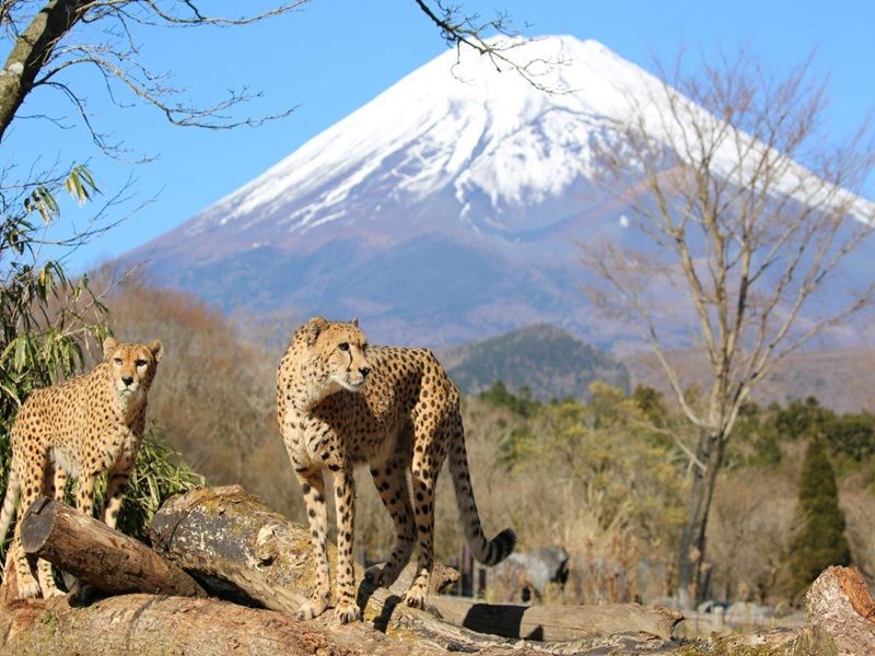 富士野生動物園~叢林巴士