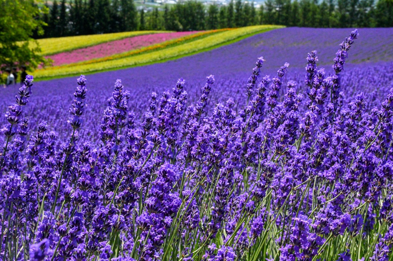 富田農場