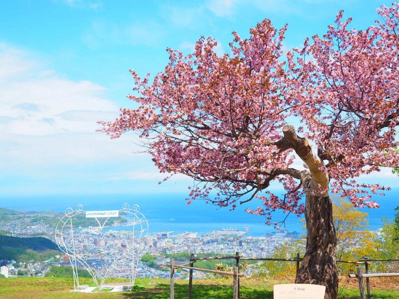 小樽天狗櫻