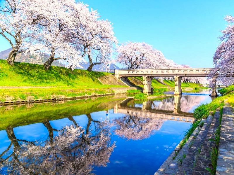 新境川堤~百十郎櫻
