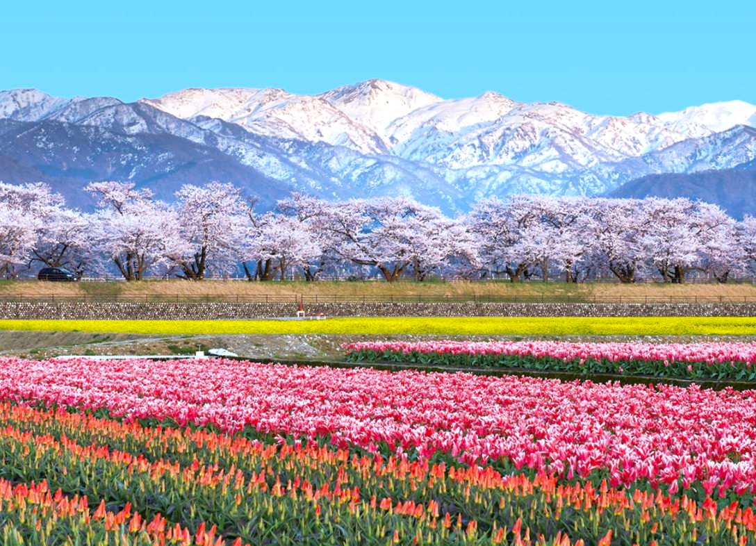 【北陸櫻花百選】春日四重奏‧根尾谷淡墨櫻‧足羽川櫻並木‧雨晴海岸‧松川遊覽船5天