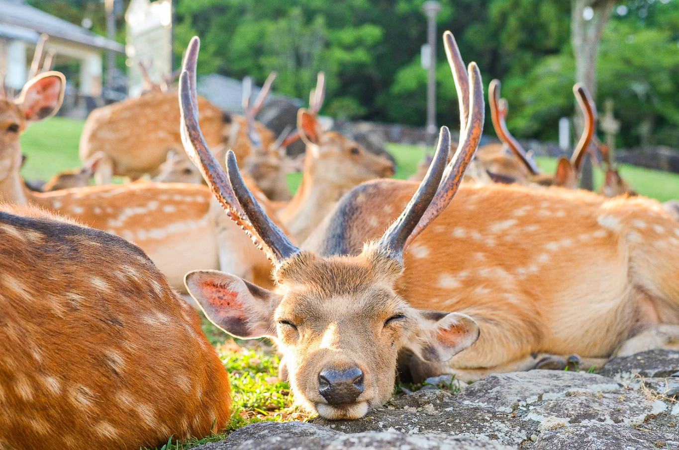 梅花鹿公園



