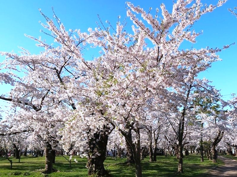 森町青葉丘公園




