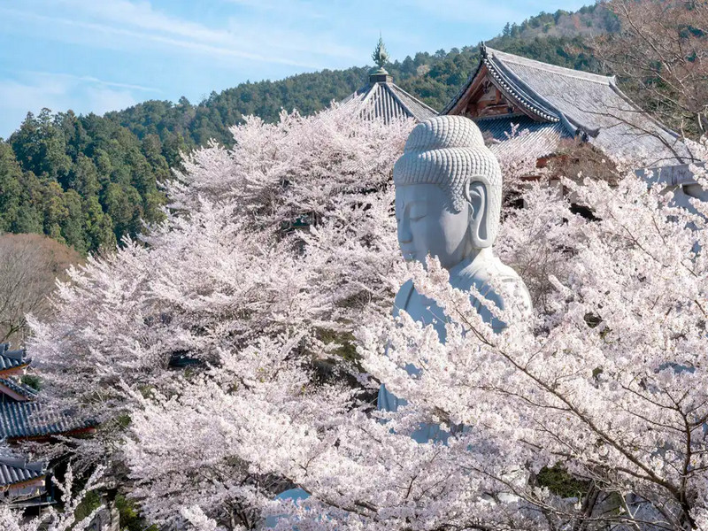 壺阪寺~櫻花大佛