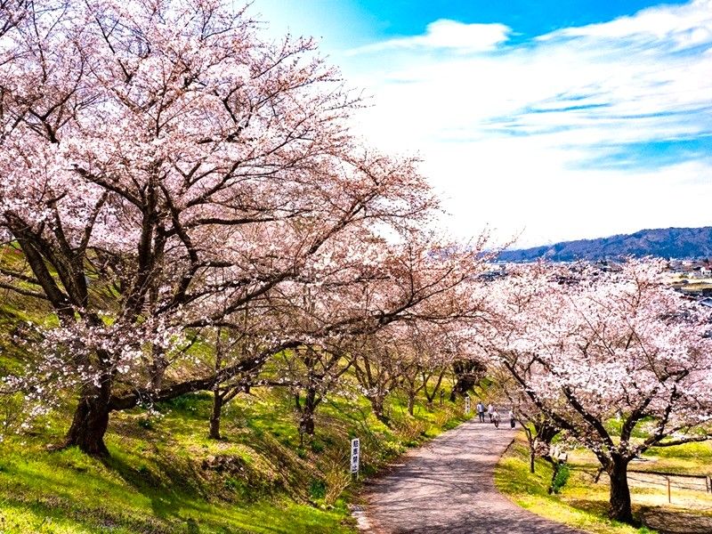 烏帽子山千本櫻



