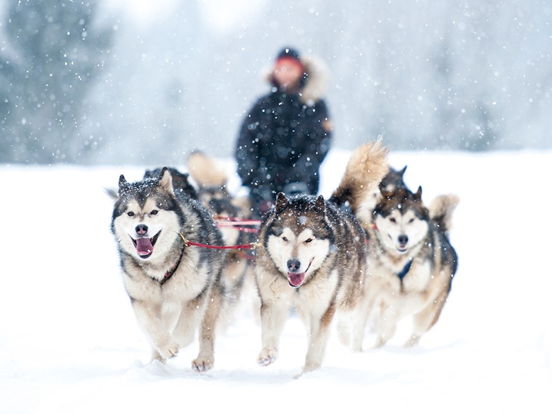 狗拉雪橇體驗