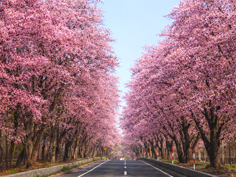 登別櫻花隧道