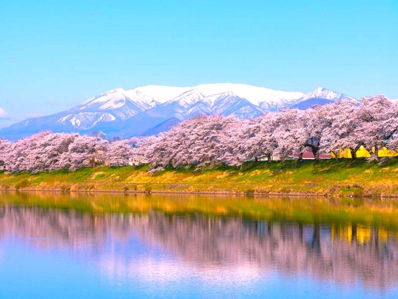 白石川堤~一目千本櫻