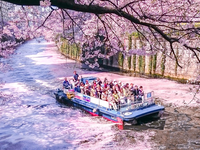 目黑川櫻花遊覽船