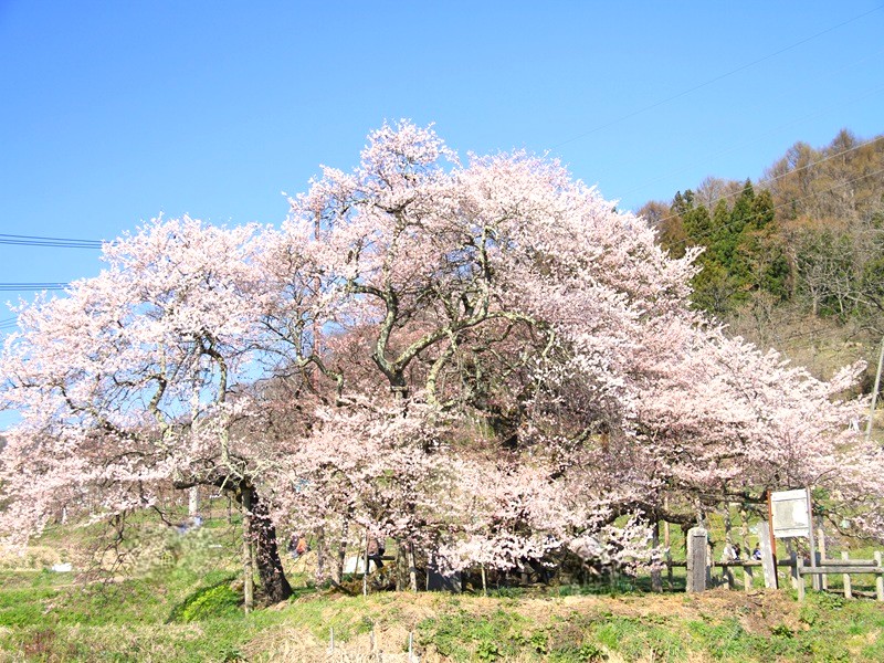 會津若松~石部櫻