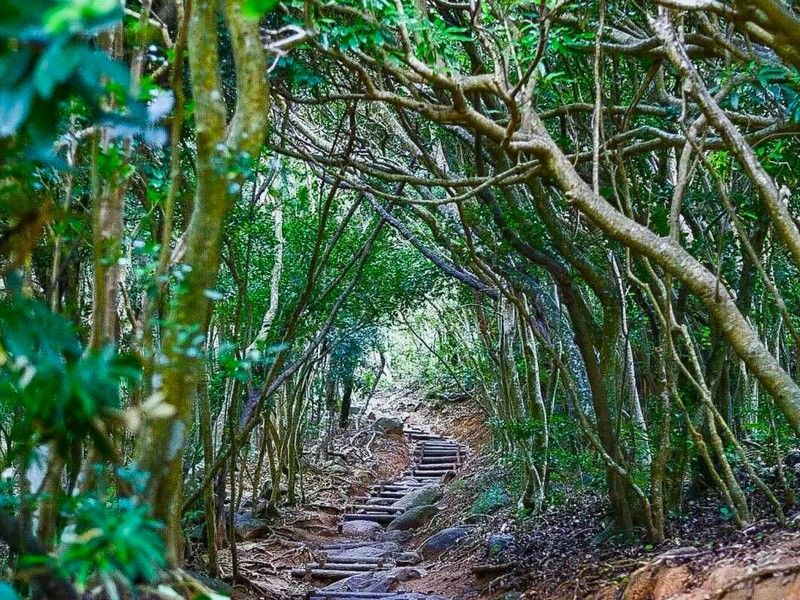 糸島龍貓森林