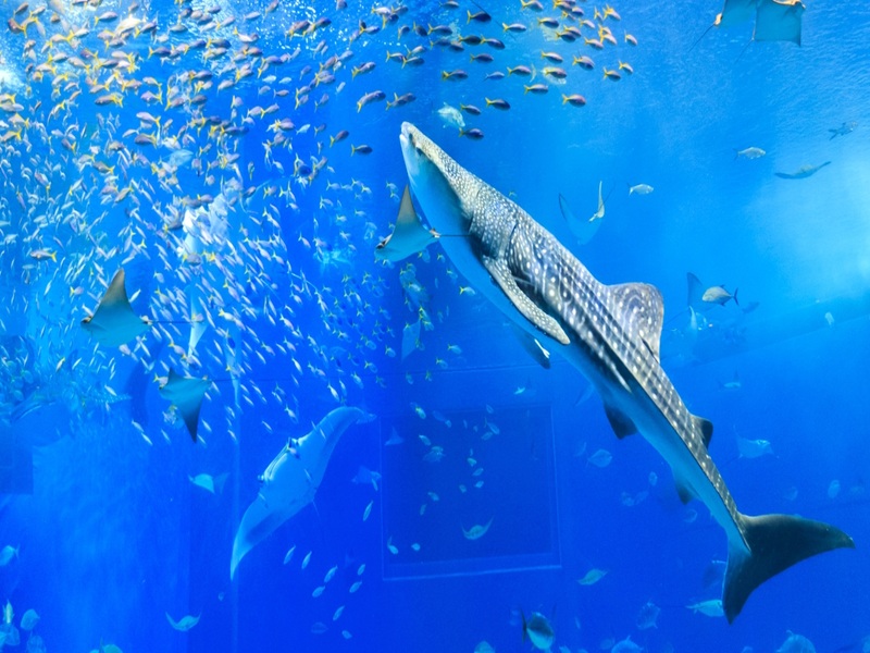美麗海水族館