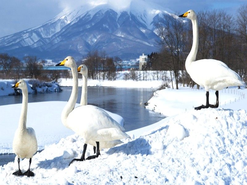 藤崎町~津輕天鵝湖