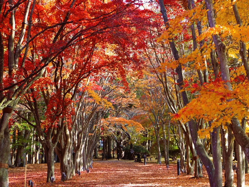 見晴公園~香雪園




