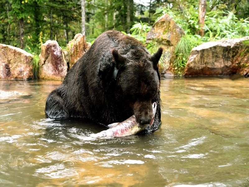 BEAR Mt.野生熊牧場