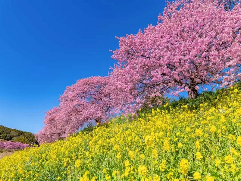 青野川櫻花&油菜花